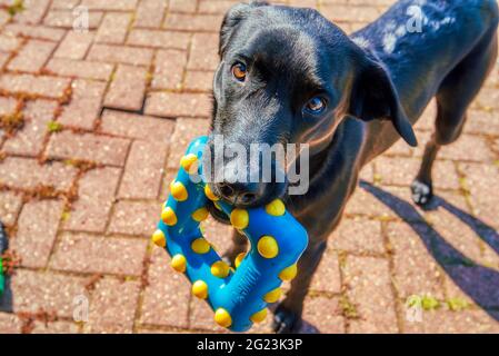 Isla, a nine-month-old Labrador puppy, wants her doggie toy to be thrown so she can chase after it. Tickhill, Doncaster, UK Stock Photo