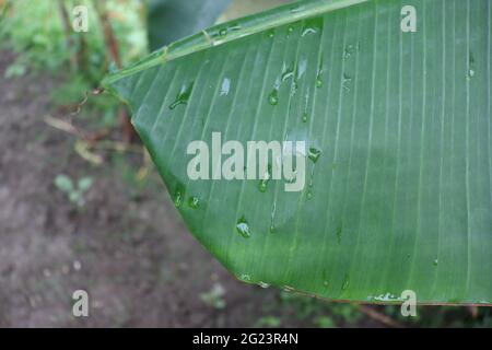 green colored banana leaf on farm with tree Stock Photo