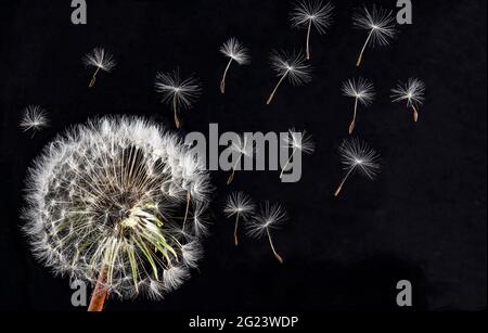 dandelion seeds blowing in the wind Stock Photo