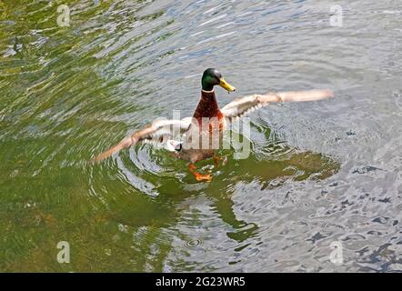 Figgate Park, Edinburgh, Scotland, UK weather. 8th June 2021. Cloudy and sunny spells with temperature of 18 degrees centigrade for the avian life on the pond in the city. Pictured: Mallard Duck getting in a flap. Credit: Arch White/Alamy Live News. Stock Photo