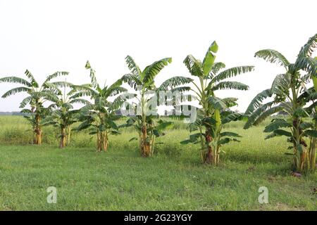 banana tree stock on farm for harvest and sell Stock Photo