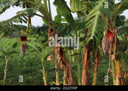 banana tree stock on farm for harvest and sell Stock Photo