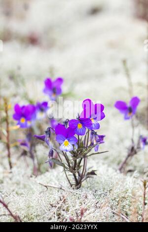 Flowers of Viola tricolor among white moss in the sand, close up. Wild pansy, Johnny Jump up, heartsease, heart's ease, heart's delight, European wild Stock Photo