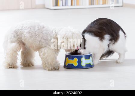 Little dog maltese and black and white cat eating food from a bowl in home Stock Photo