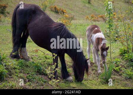 Irish cob mare and foal grazing in pasture Stock Photo