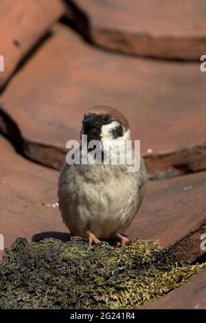 Tree Sparrow (Passer montanus) Stock Photo