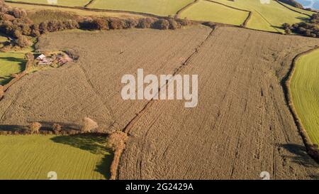 Aerial view of maize field, Carmarthenshire, Wales, UK Stock Photo