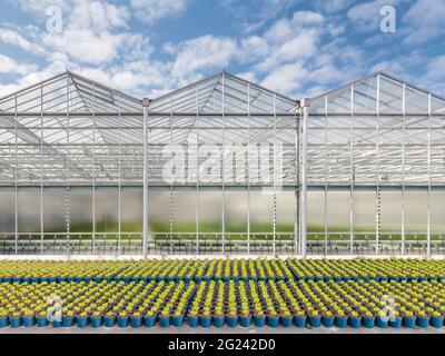 New greenhouse in The Netherlands with plant pots in front Stock Photo
