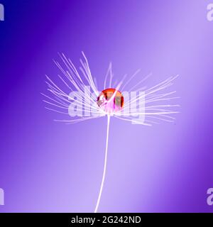 water droplet on dandelion clock Stock Photo
