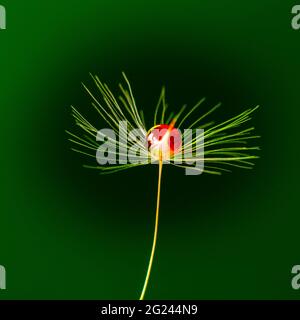 red water droplet on dandelion clock Stock Photo