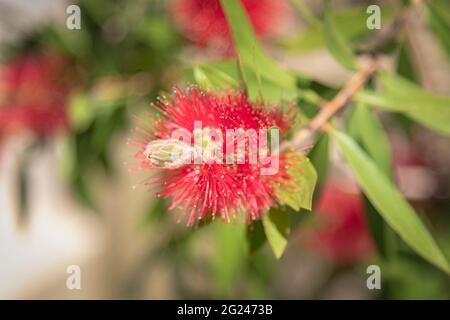 Red bottlebrush flower Callistemon citrinus , selective focus. Stock Photo