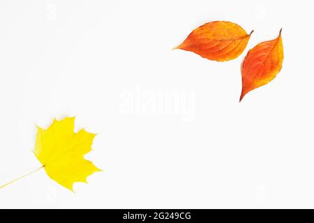 Sugar Maple and Dogwood Autumn leaves on white background Stock Photo