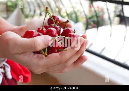 Cherries in hand, close up woman holding cherries in hand, summer fruits. Stock Photo