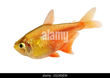 Swarm of Orange Red Flame Tetra Hyphessobrycon flammeus Rio tetra tropical aquarium fish Stock Photo