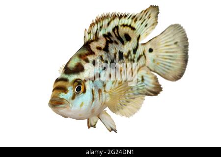 Electric blue jack dempsey cichlid Nandopsis Octofasciatum aquarium fish Stock Photo