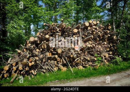 trunks and branches on a pile along a path in the green Stock Photo