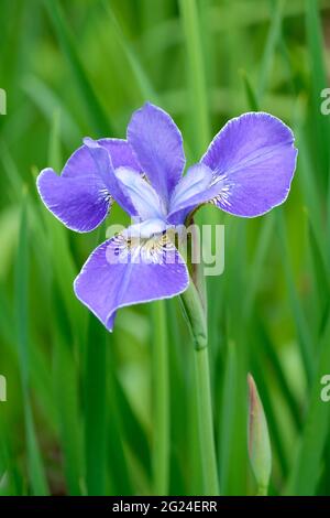 Iris 'Silver Edge'. Siberian iris 'Silver Edge'. Iris sibirica 'Silver Edge'. Mid-blue petals with distinctive silver edges Stock Photo