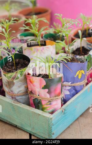 Cosmos seedlings maturing in home-made paper plant pots. UK Stock Photo