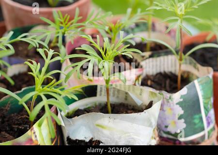 Cosmos seedlings maturing in home-made paper plant pots. UK Stock Photo