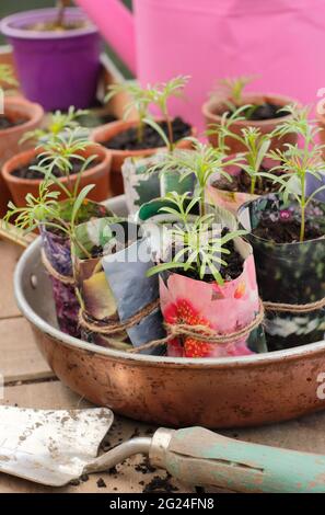 Cosmos seedlings maturing in home-made paper plant pots. UK Stock Photo