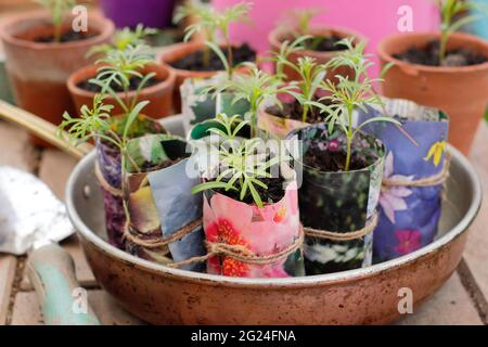 Cosmos seedlings maturing in home-made paper plant pots. UK Stock Photo