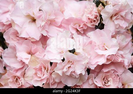 Pink azalea flowers texture background Stock Photo