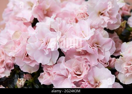 Double pink azalea flowers and green leaves texture background Stock Photo