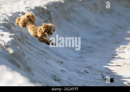 The little poodle plays by the sea Stock Photo