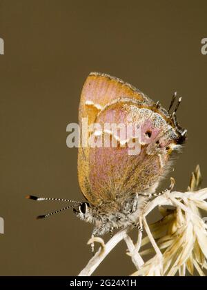 Portrait of a cedar hairstreak butterfly, photographed in the Cascade Mountains of central Oregon. Stock Photo