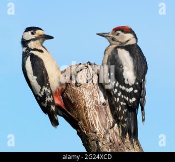 Adult male Great Spotted Woodpecker (Dendrocopos major) & one of it's recently fledged youngsters, Warwickshire Stock Photo