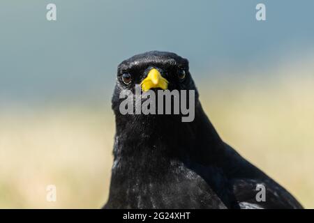 Portrait of an Alpine Chough on a sunny day in the Austrian alps Stock Photo