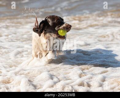 Welsh springer spaniel in the sea Stock Photo
