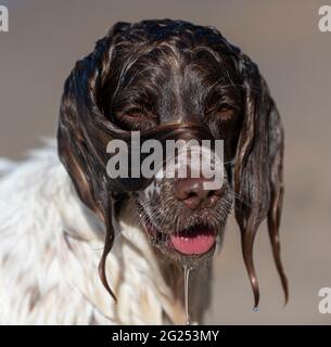 Welsh springer spaniel in the sea Stock Photo