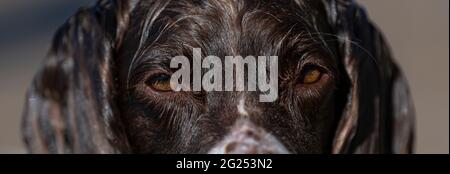 Welsh springer spaniel in the sea Stock Photo