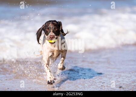 Welsh springer spaniel in the sea Stock Photo