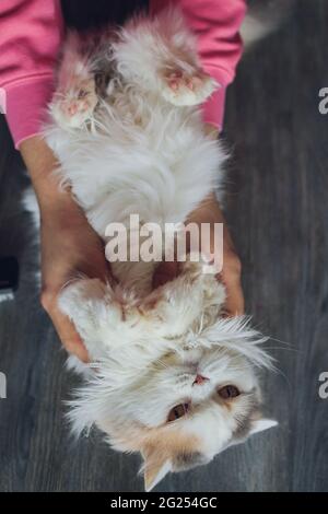 Close-up of a young beard man who is standing on a balcony with his cat. Portrait of curious Devon Rex cat with blue eyes sitting on human hands and l Stock Photo