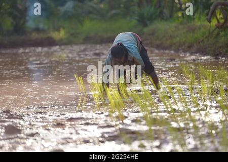 Farmer planting rice plants in a flooded rice field, Thailand Stock Photo