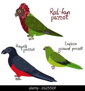 Set of parrot - Red-fan, Pesquets Dracula , Eastern ground in cartoon style on white background. Vector hand drawn illustration. Stock Vector
