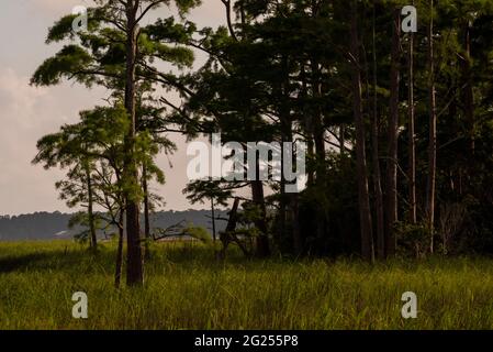 The late day sun shines on longleaf pine trees and grass at the Weeks Bay National Estuarine Research Reserve near Fairhope, Alabama, on June 7, 2021. Stock Photo