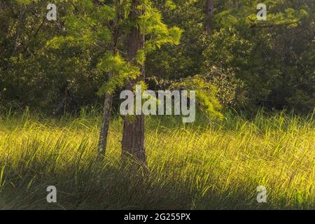 The late day sun shines on longleaf pine trees and grass at the Weeks Bay National Estuarine Research Reserve near Fairhope, Alabama, on June 7, 2021. Stock Photo