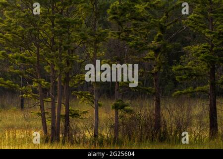 The late day sun shines on longleaf pine trees and grass at the Weeks Bay National Estuarine Research Reserve near Fairhope, Alabama, on June 7, 2021. Stock Photo