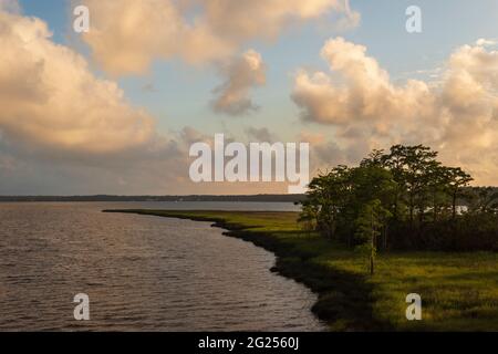 The late day sun shines on longleaf pine trees and grass at the Weeks Bay National Estuarine Research Reserve near Fairhope, Alabama, on June 7, 2021. Stock Photo
