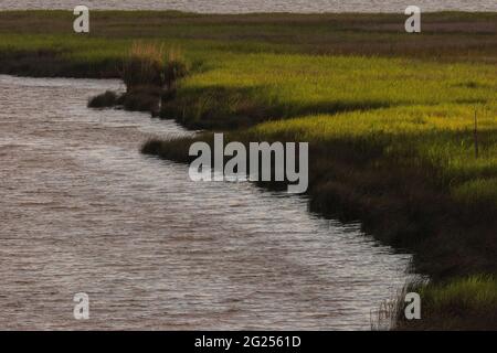 The late day sun shines on longleaf pine trees and grass at the Weeks Bay National Estuarine Research Reserve near Fairhope, Alabama, on June 7, 2021. Stock Photo