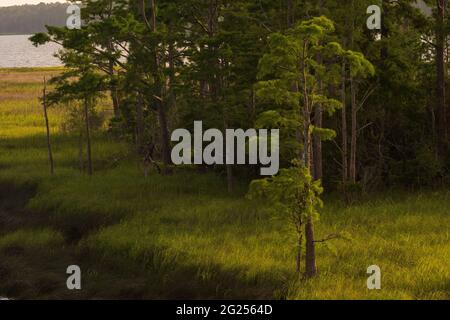 The late day sun shines on longleaf pine trees and grass at the Weeks Bay National Estuarine Research Reserve near Fairhope, Alabama, on June 7, 2021. Stock Photo