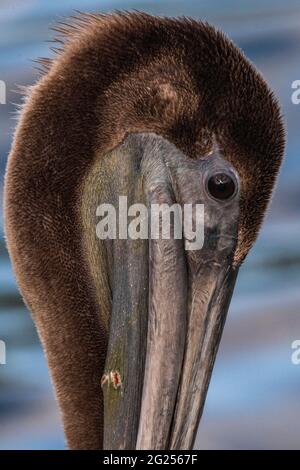 Closeup of a brown pelican at Weeks Bay near Fairhope, Alabama, on June 7, 2021. Stock Photo