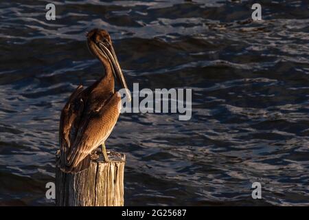 Closeup of a brown pelican at Weeks Bay near Fairhope, Alabama, on June 7, 2021. Stock Photo