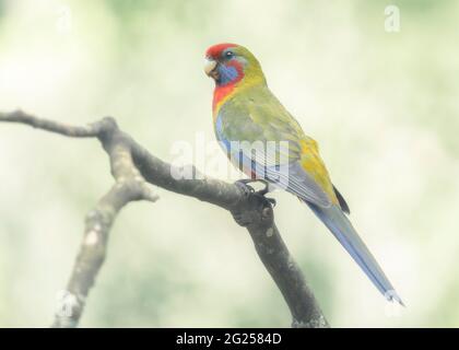 Juvenile crimson rosella (Platycercus elegans) perched on a branch, Australia Stock Photo