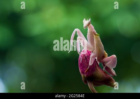 Pink Orchid Mantis (Hymenopus coronatus) on an orchid flower, Indonesia Stock Photo