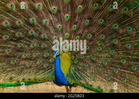 Indian male peacock dancing during monsoons Stock Photo