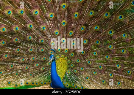 Indian male peacock dancing during monsoons Stock Photo